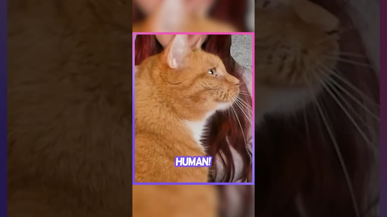 orange cat jumpscare in project zomboid 🥺